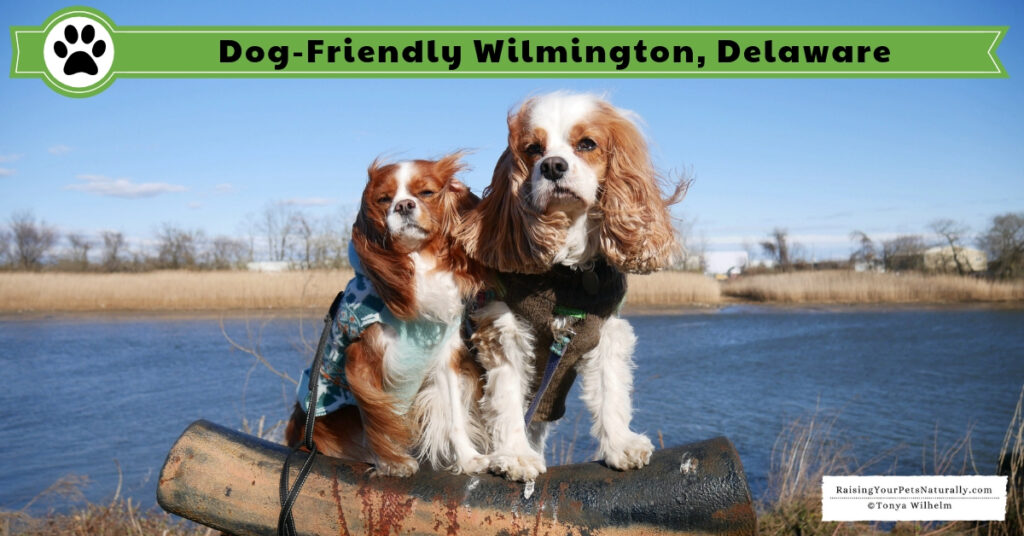 Dog-Friendly Wilmington, Delaware Travel Guide. Dexter and Levi's Dog Road #raisingyourpetsnaturally