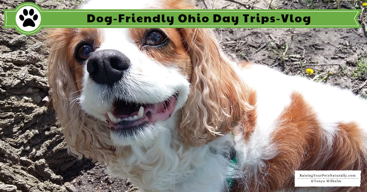 Dexter has been enjoying his dog road trips. This month, we stayed close to home and explored our own state, Ohio. We had a great time being local tourists