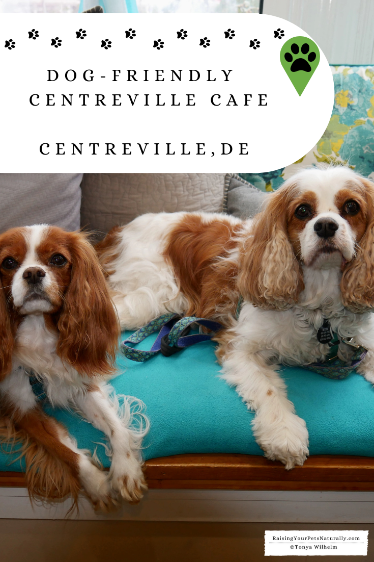 Dog-Friendly Restaurants in Delaware. INDOOR Dog-Friendly Centreville Cafe. #DextersDestinations #RaisingYourPetsNaturally #DogFriendly #PetFriendly #DogFriendlyCafes #DogFriendlyDelaware #TravelingwithDogs 