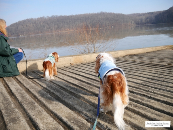 Salt Fork Lodge is one of the Great Ohio Lodges nestled inside of Ohio's largest state park, Salt Fork. Salt Fork Lodge offered a perfect dog-friendly retreat. #raisingyourpetsnaturally