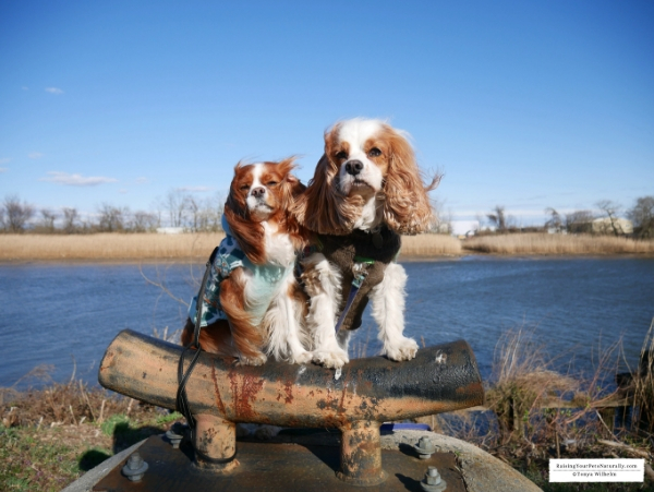 Dog-Friendly Wilmington, Delaware Travel Guide. Dexter and Levi's Dog Road #raisingyourpetsnaturally