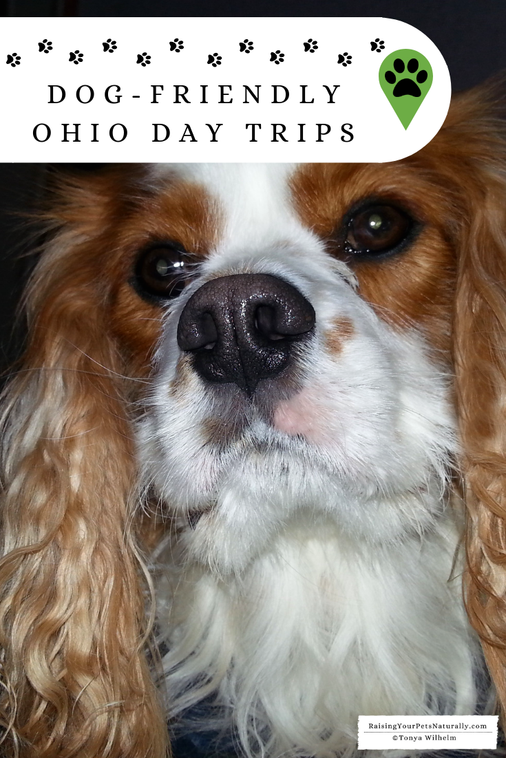 Dog-Friendly Winter Road Trips | Dog-Friendly Ohio Day Trips #dogfriendlytravel #travelingwithdogs #dogfriendly #petfriendly #vacationswithdogs #ohioroadtrips
