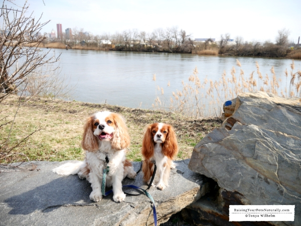 Dog-Friendly Wilmington, Delaware Travel Guide. Dexter and Levi's Dog Road #raisingyourpetsnaturally