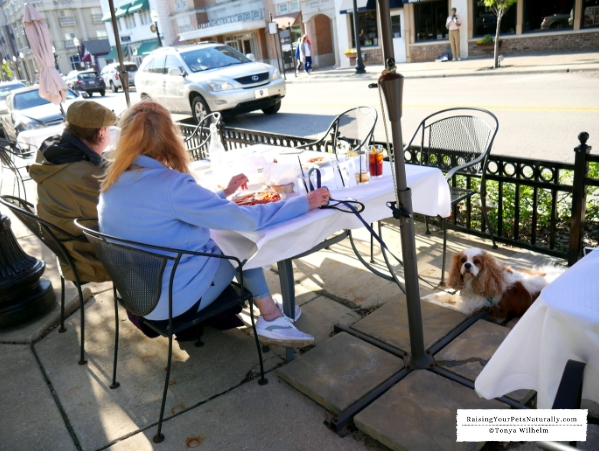 Dog-Friendly Vacations in the Midwest. Our Dog Road Trip to Carmel, Indiana. #DextersDestinations #RaisingYourPetsNaturally 