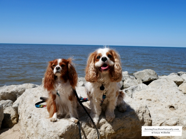 Dog-friendly beaches on Lake Michigan