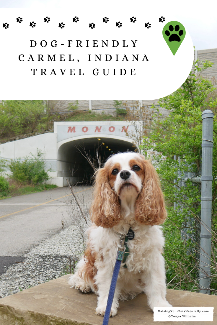 Dog-Friendly Vacations in the Midwest. Our Dog Road Trip to Carmel, Indiana. #DextersDestinations #RaisingYourPetsNaturally #dogfriendly #midwesttravel #dogfriendlyindiana #petfriendly #travelingwithdogs #dogroadtrip #dogfriendlyvacations #roadtripwithdog 