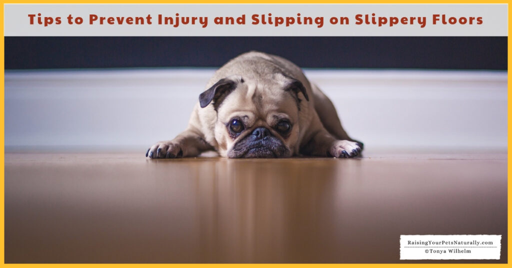 Are Hardwood Floors Safe for Your Dog? Tips to Prevent Injury and Slipping on Slippery Floors. #raisingyourpetsnaturally