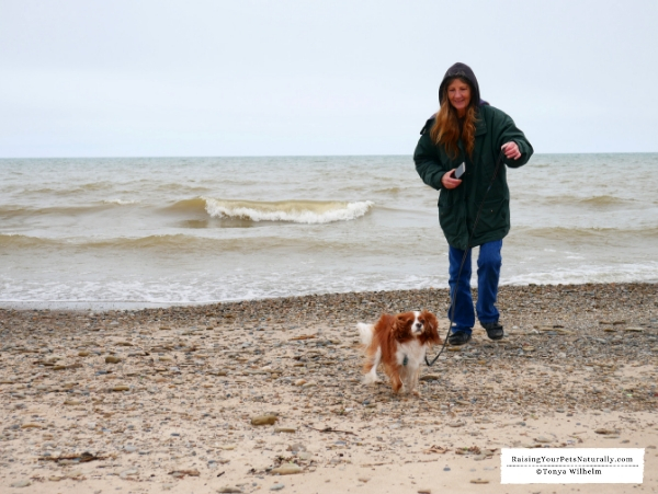 Best dog-friendly beaches