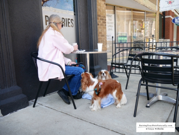 Coffee shops that are dog friendly