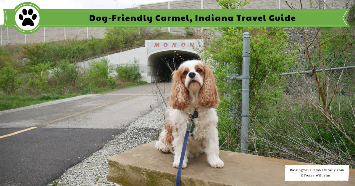 Dog-Friendly Vacations in the Midwest. Our Dog Road Trip to Carmel, Indiana. #DextersDestinations #RaisingYourPetsNaturally 