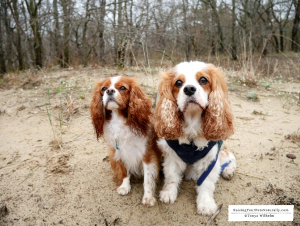 Dog-Friendly Beach