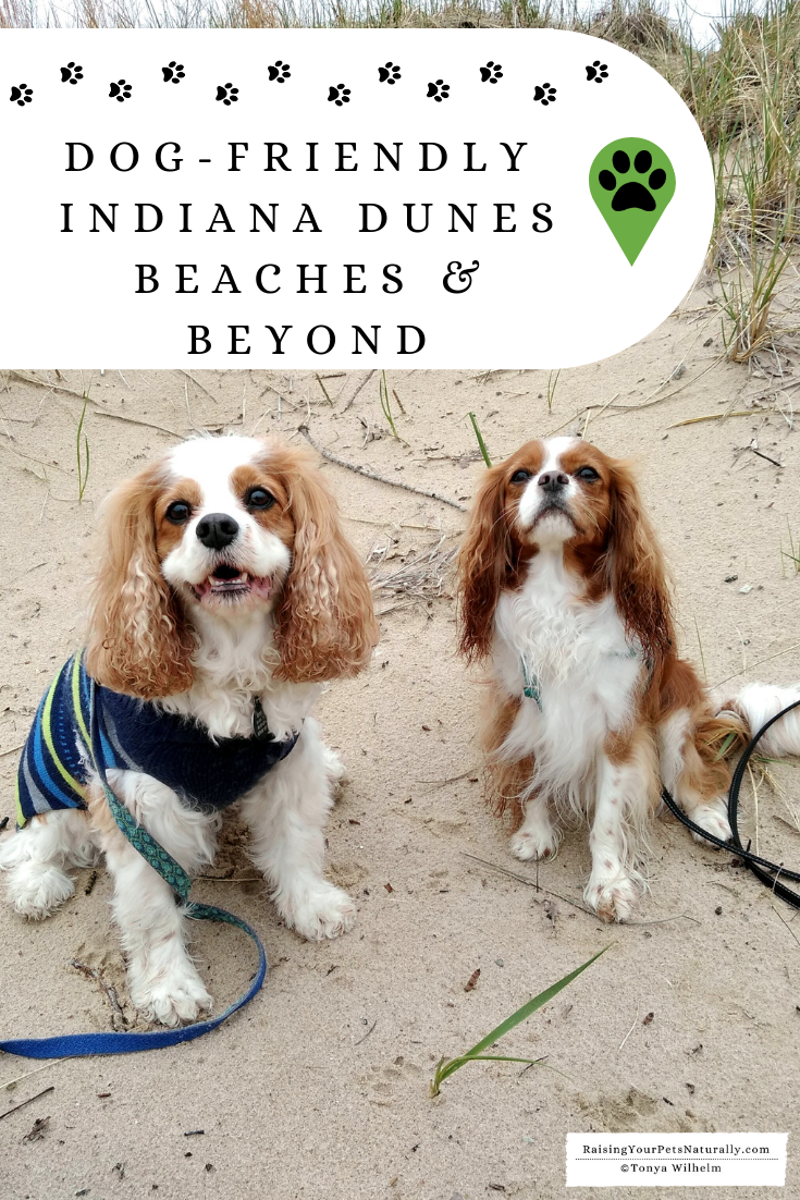 are dogs allowed at indiana dunes national park