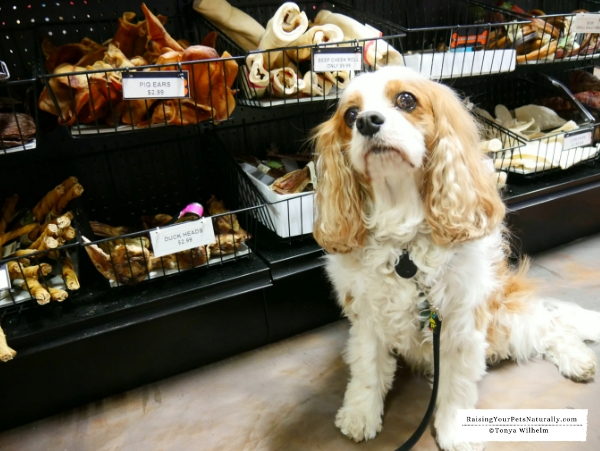 Healthy pet stores in Northern Indiana 