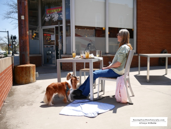 Best dog friendly patios in Indiana