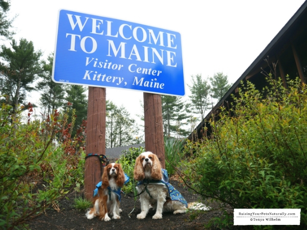 Dog-friendly Maine activities 