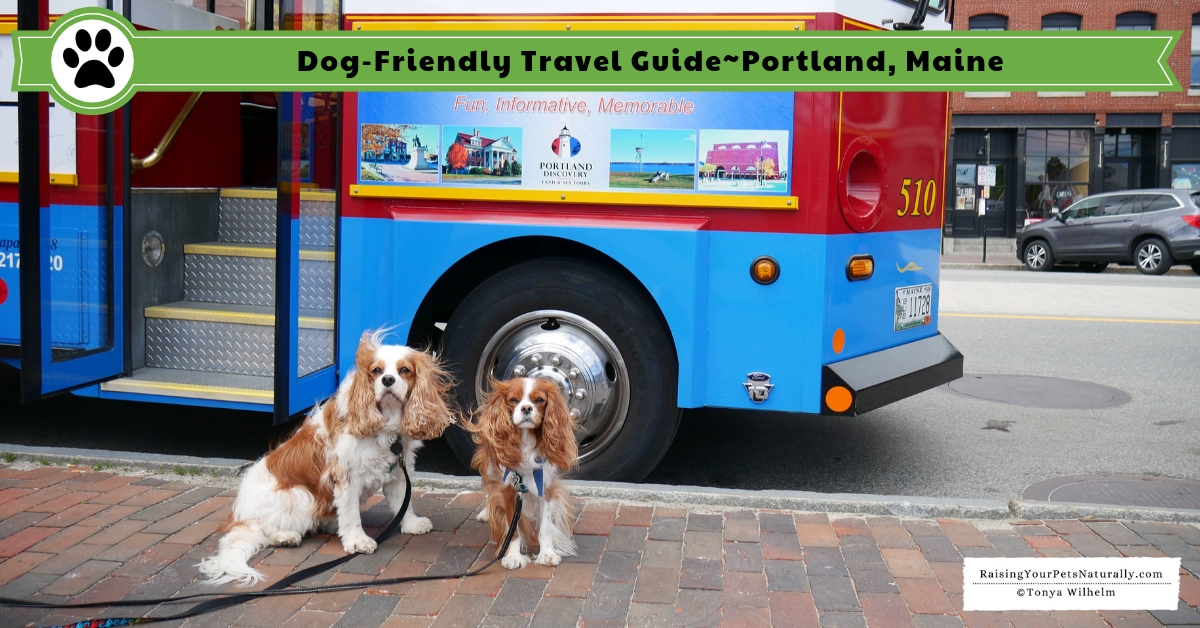 Dog-friendly cities