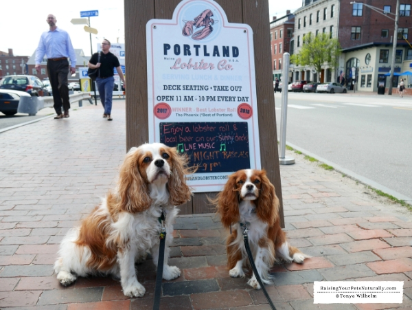 outside patios in Portland Maine