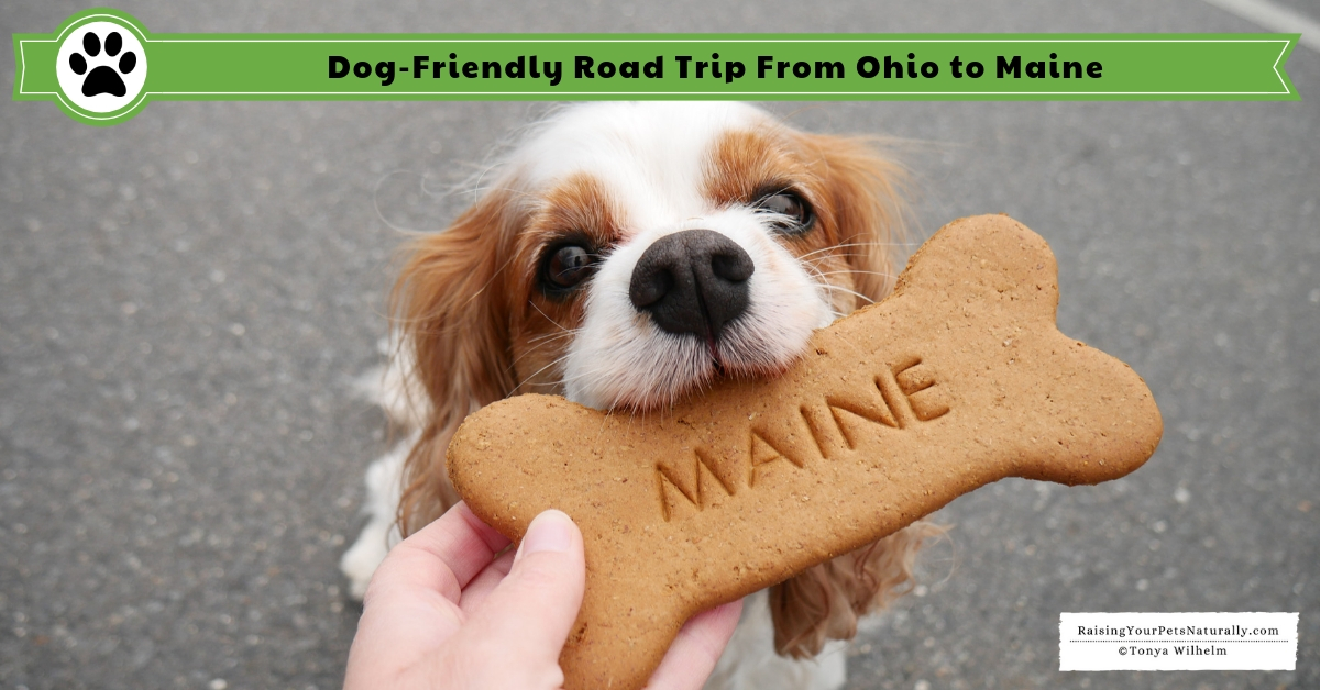 Dog-Friendly Road Trip From Ohio to Maine | Why I Chose to Rent a Car for  The Trip - Raising Your Pets Naturally with Tonya Wilhelm