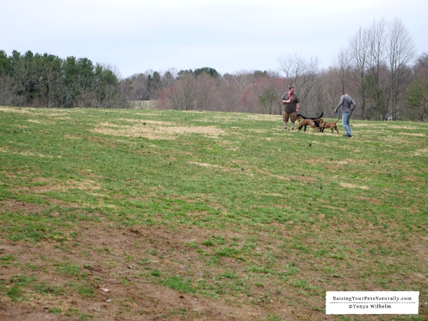 Delaware dog parks