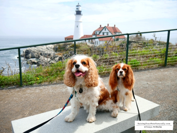 Pet friendly trolley tours