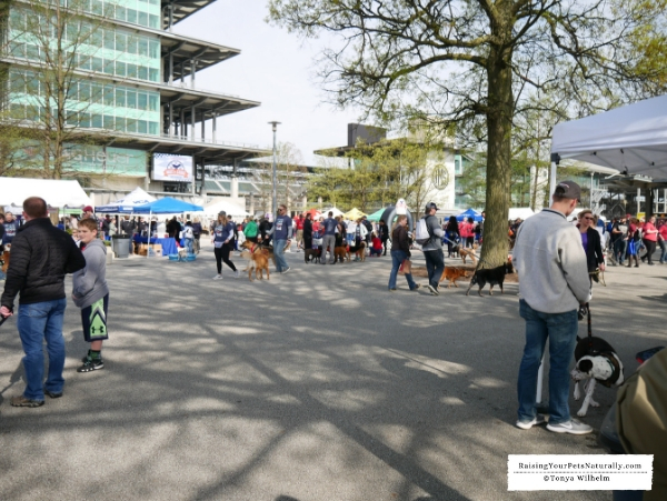 Indy Humane's Mutt Strut Event