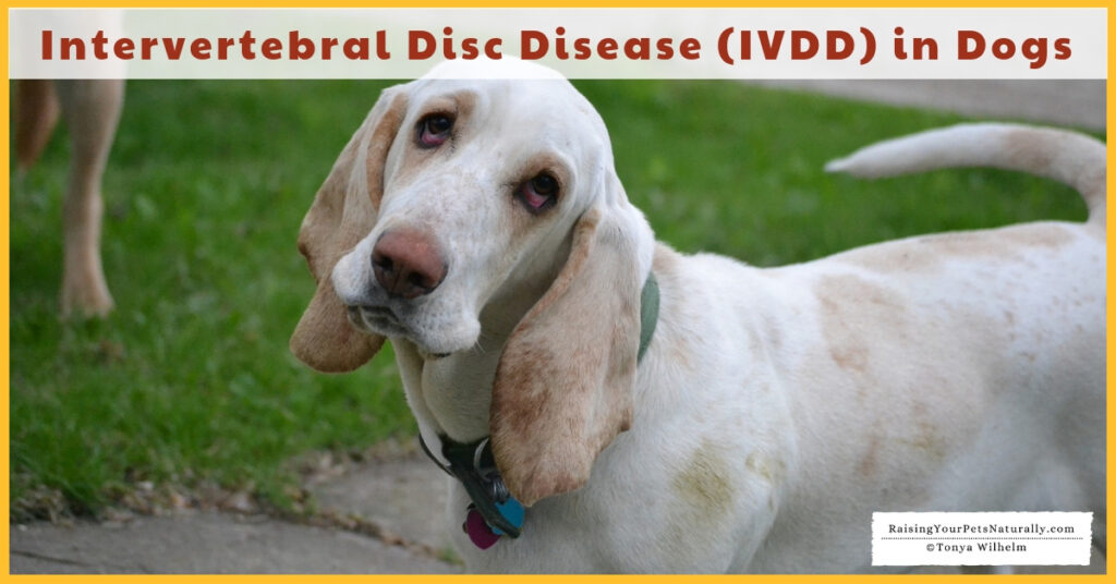 Treatment for IVDD