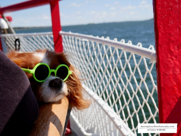 Pet friendly boat rides