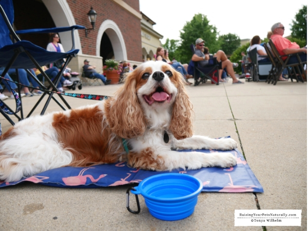 Pet friendly attractions and events