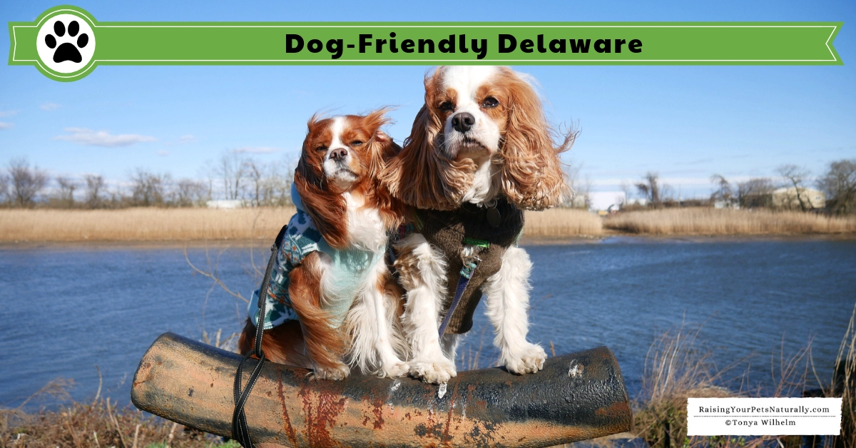 Pet friendly Delaware hotels, restaurants 