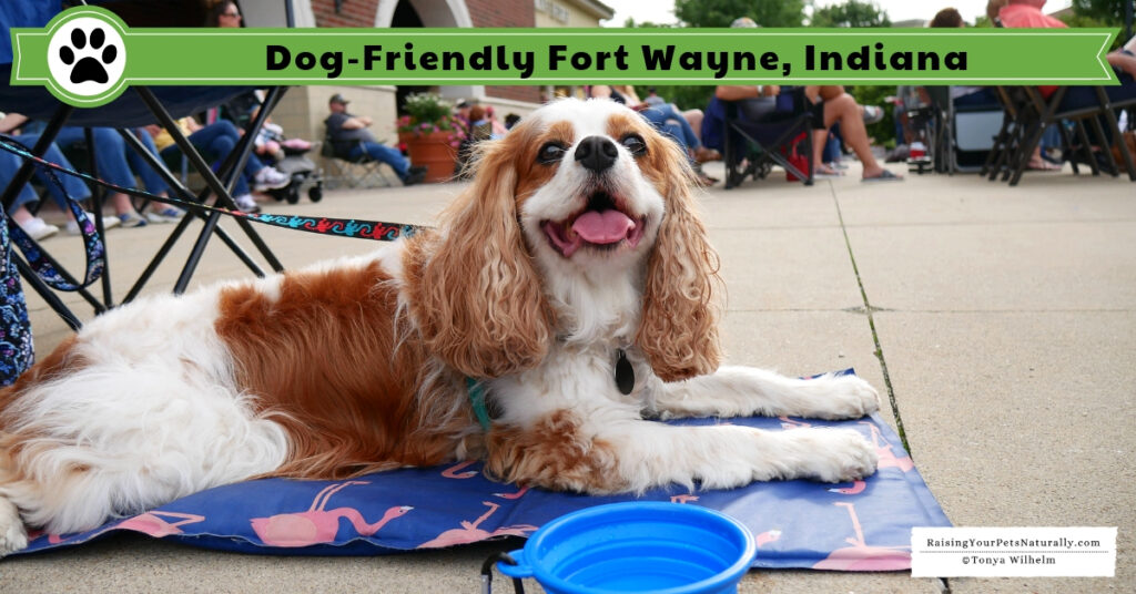 Dog friendly travel guides