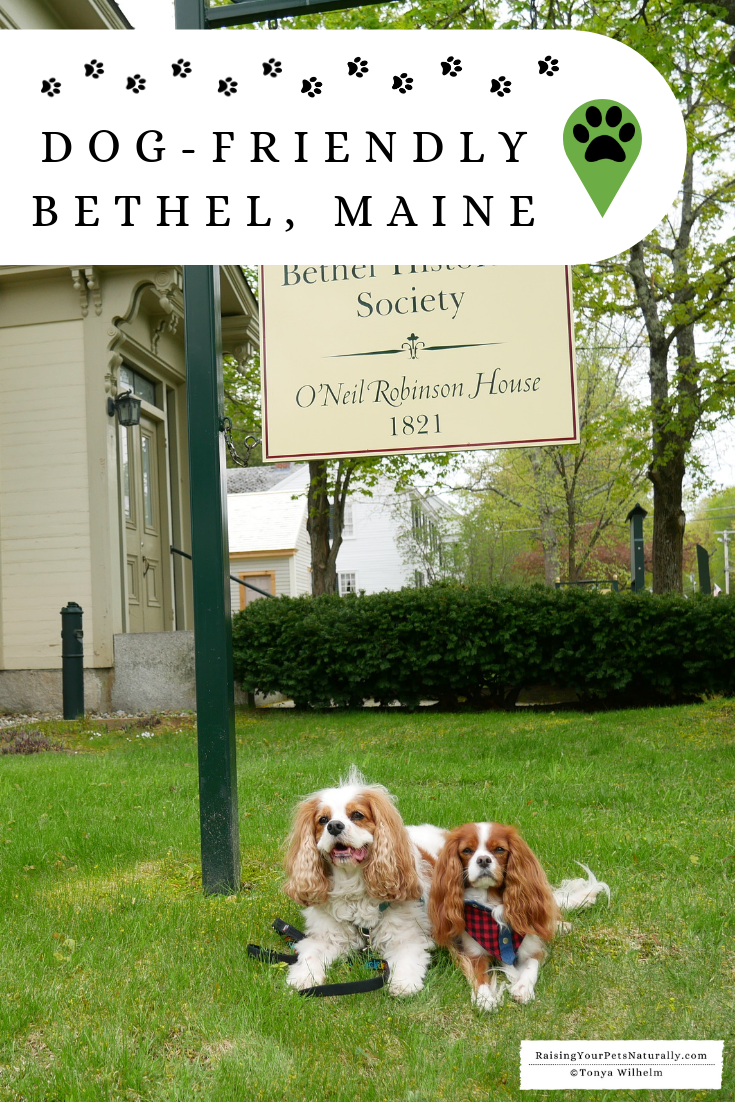 New England Road Trip with a Dog | Pet-Friendly Bethel, Maine