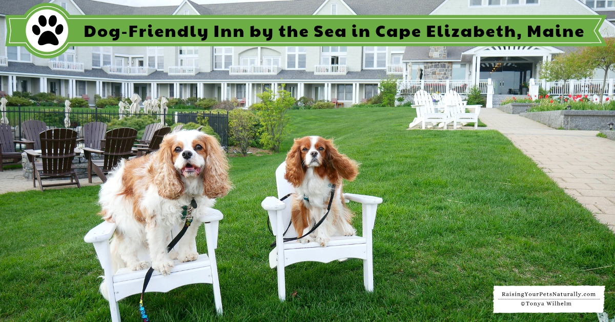Luxury dog-friendly spa hotels