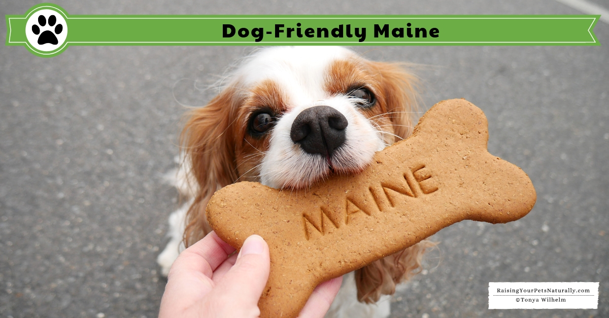Dog-friendly Maine Guide