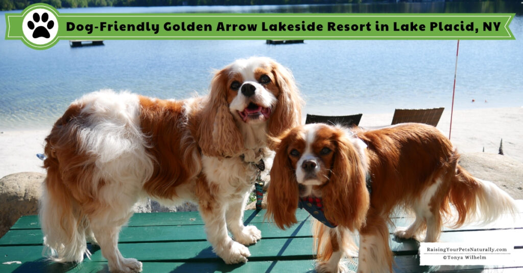 Luxury dog friendly hotels