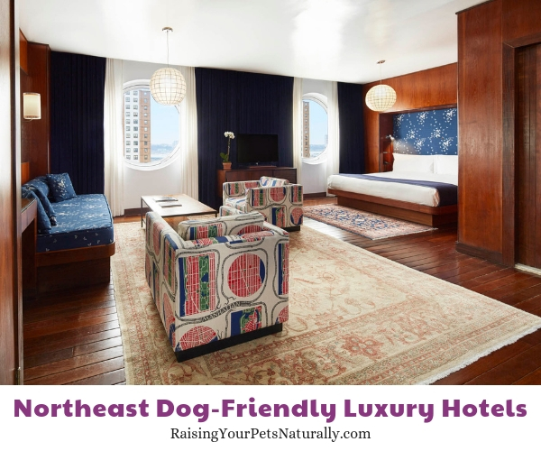 The Best Luxury Pet-Friendly Hotels in the Northeast Region ~ Raising