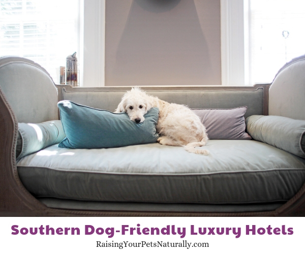 Luxury hotels in Virginia that allow pets
