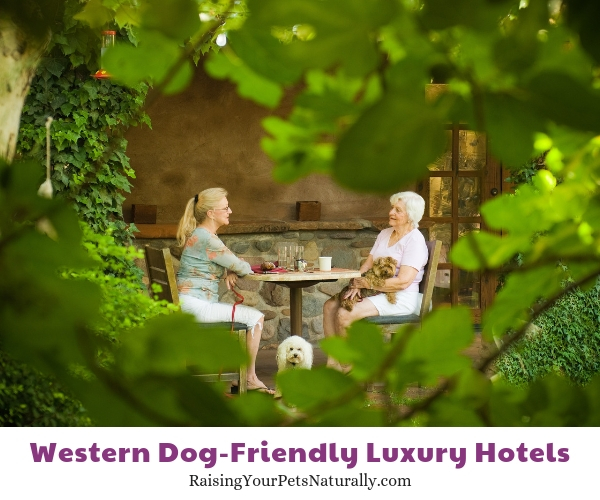 Best pet friendly hotels in Arizona