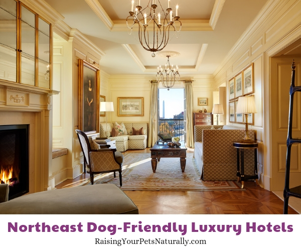 Best dog friendly hotel in DC