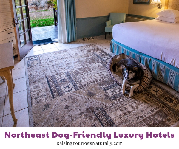 NY Luxury pet friendly resorts