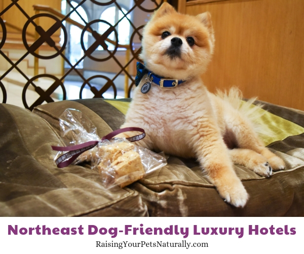 Luxury hotels in PA that allow pets