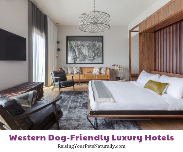 Five star dog friendly hotels in CA