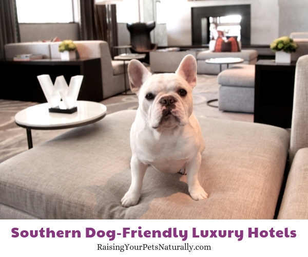 5 star Austin pet friendly hotels