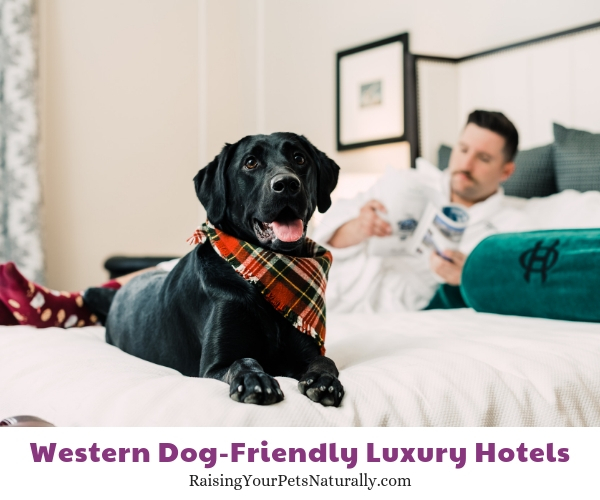 Best pet friendly luxury hotels in Colorado 