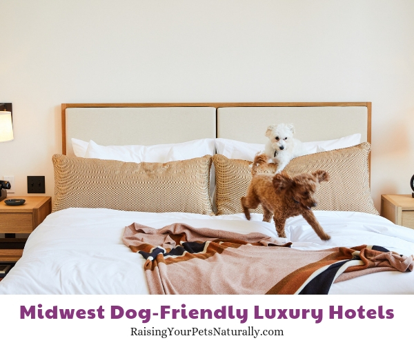 Five star pet friendly hotels in Michigan