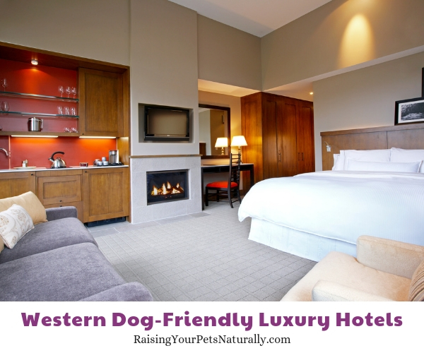 Avon Colorado luxury dog friendly hotels