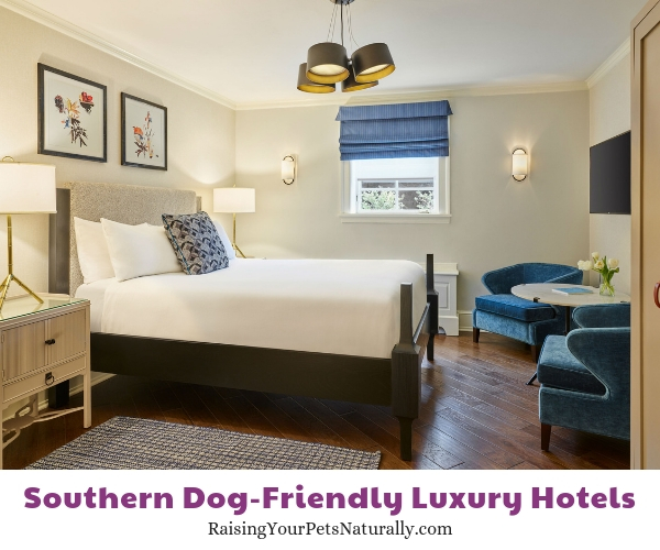 Top Dog-Friendly Resorts and Luxury Pet-Friendly Hotels in the South