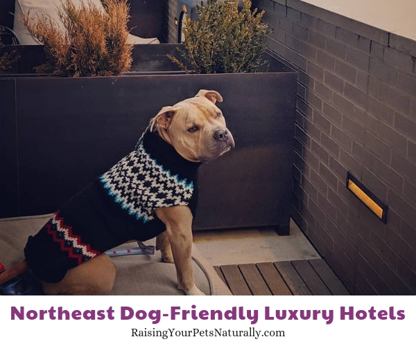 Best Denver hotels that allow dogs