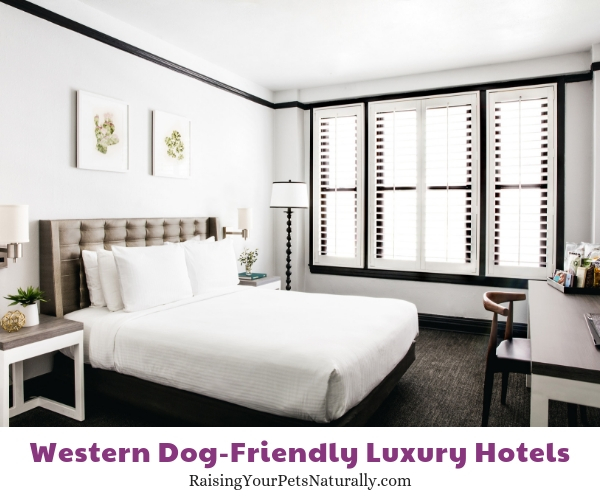 Luxury dog-friendly San Francisco 