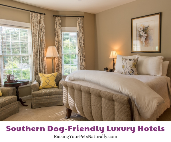 Top dog-friendly hotels in the South
