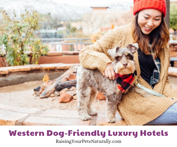 Five star dog friendly resorts in Arizona